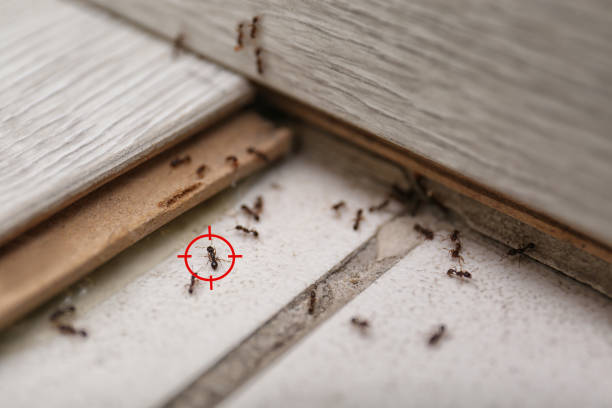 Best Residential Pest Control  in Energy, IL