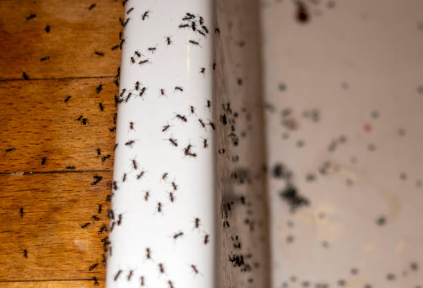 Best Pest Control for Homes  in Energy, IL